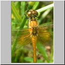 Sympetrum flaveolum - Gefleckte Heidelibelle w02.jpg